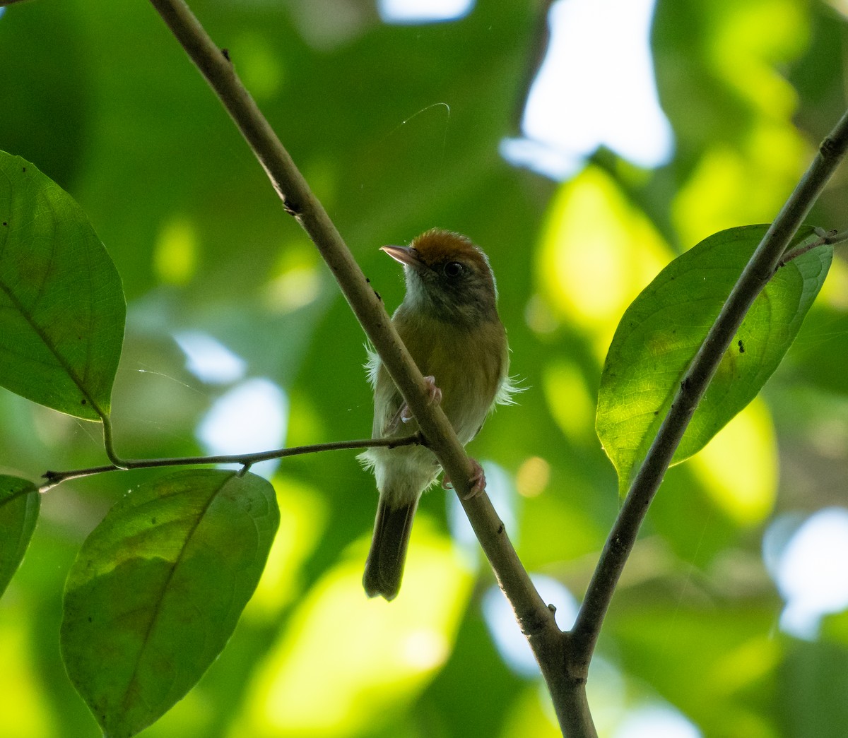 Tawny-crowned Greenlet - ML125470861