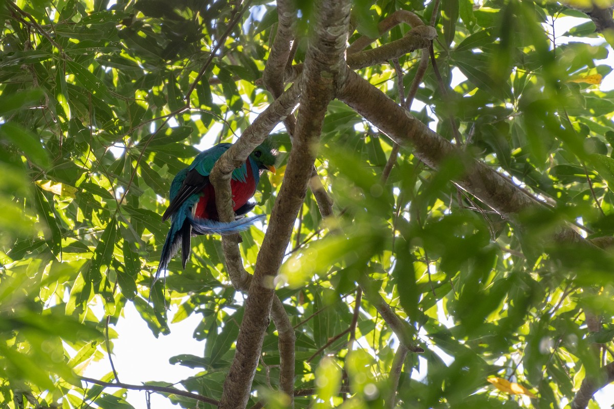 Resplendent Quetzal (Guatemalan) - ML125472951
