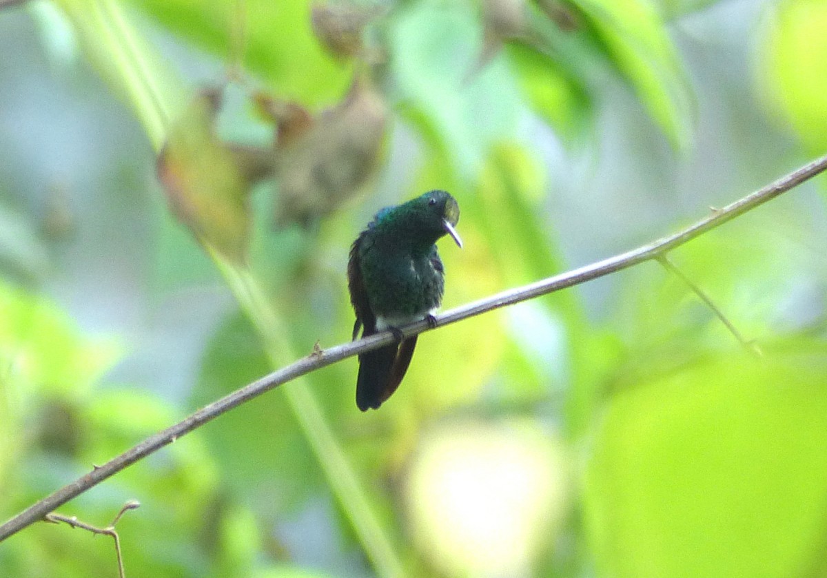 kolibřík středoamerický - ML125476141
