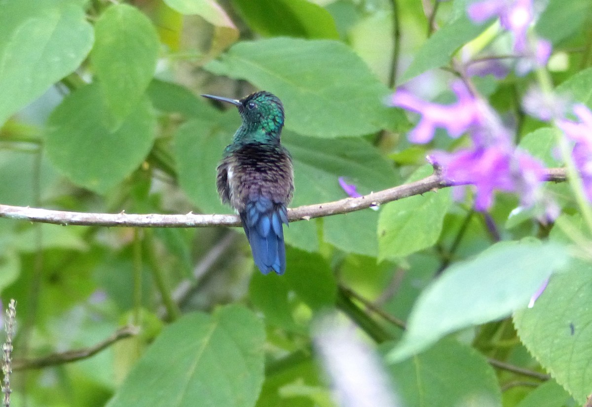 Blue-tailed Hummingbird - Carolyn Wilcox