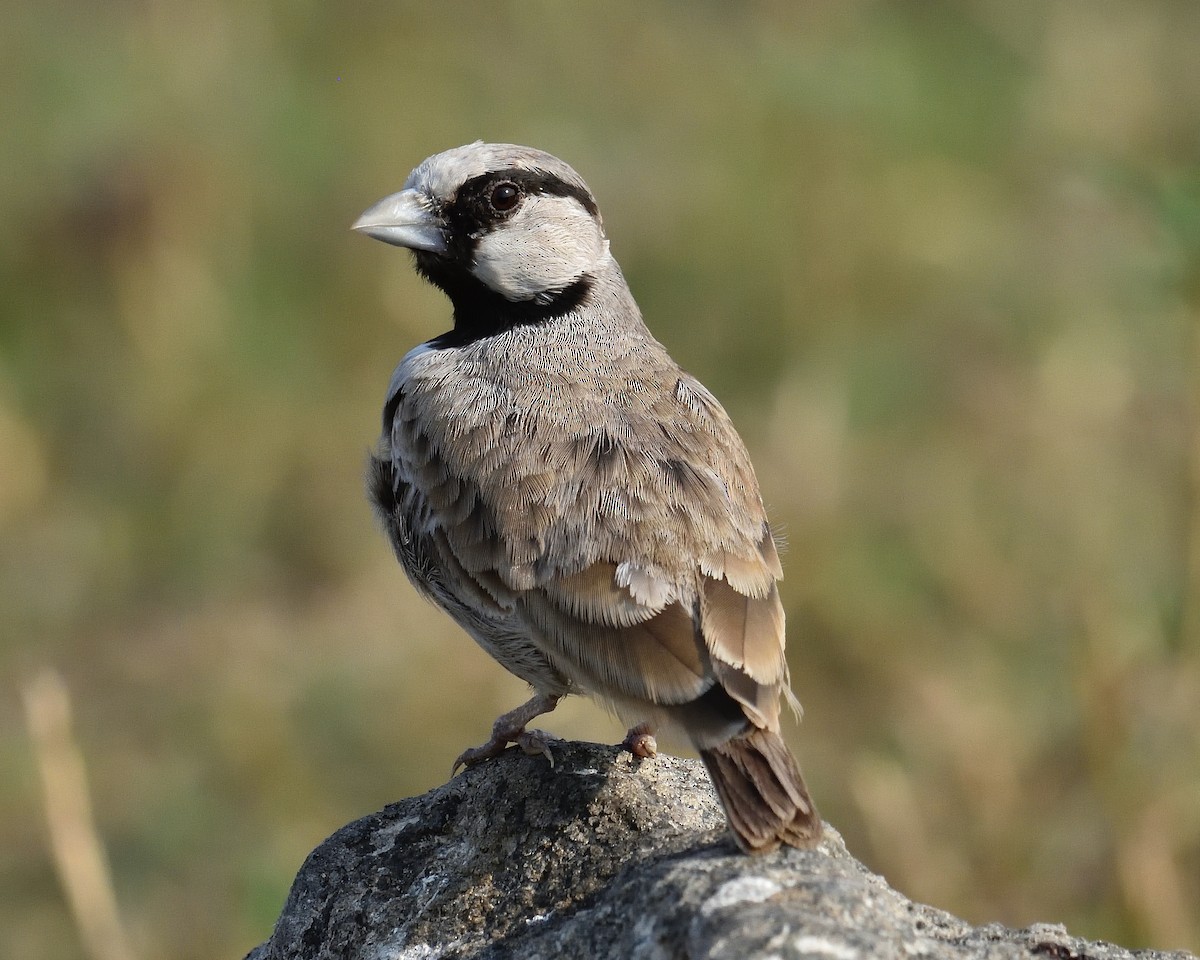 Ashy-crowned Sparrow-Lark - Mallika Rajasekaran