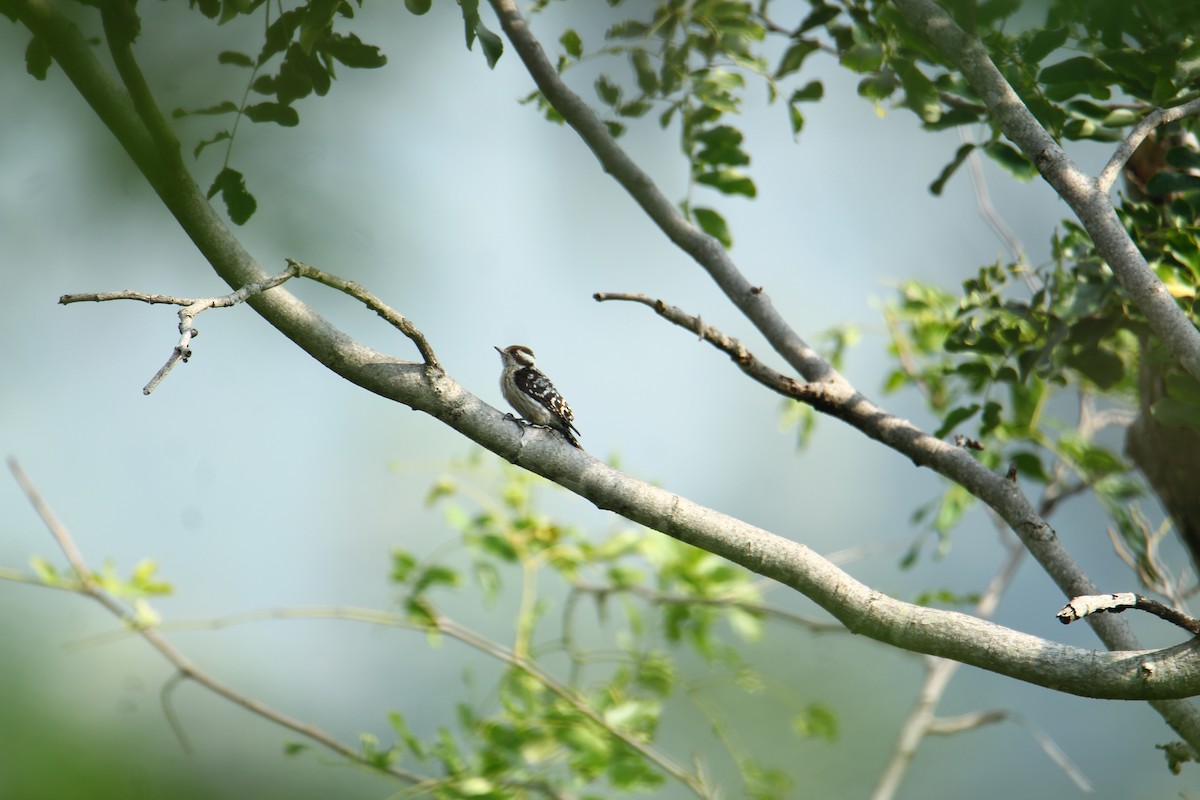 Brown-capped Pygmy Woodpecker - Karthick VS