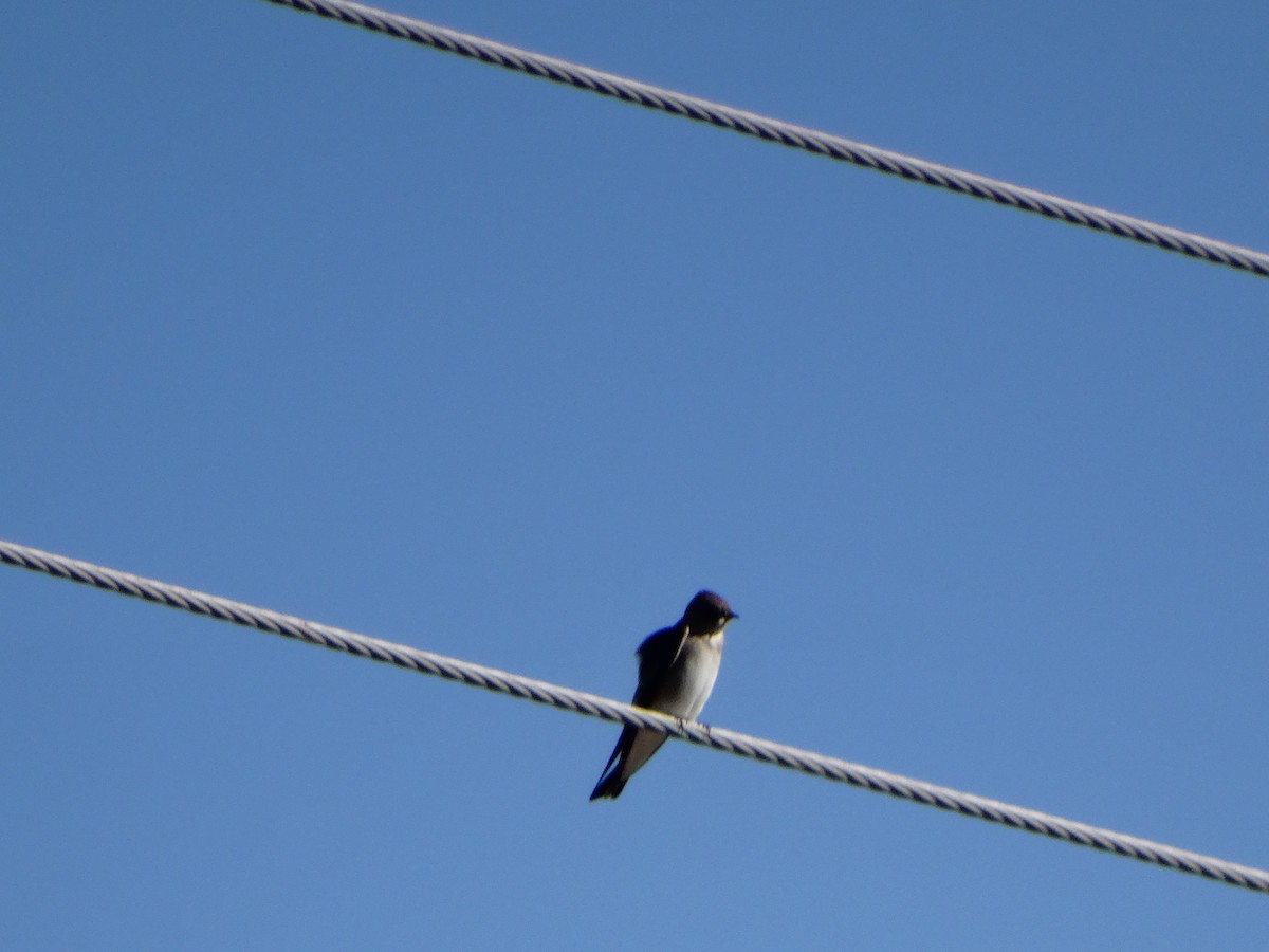 Northern Rough-winged Swallow - Janine McCabe