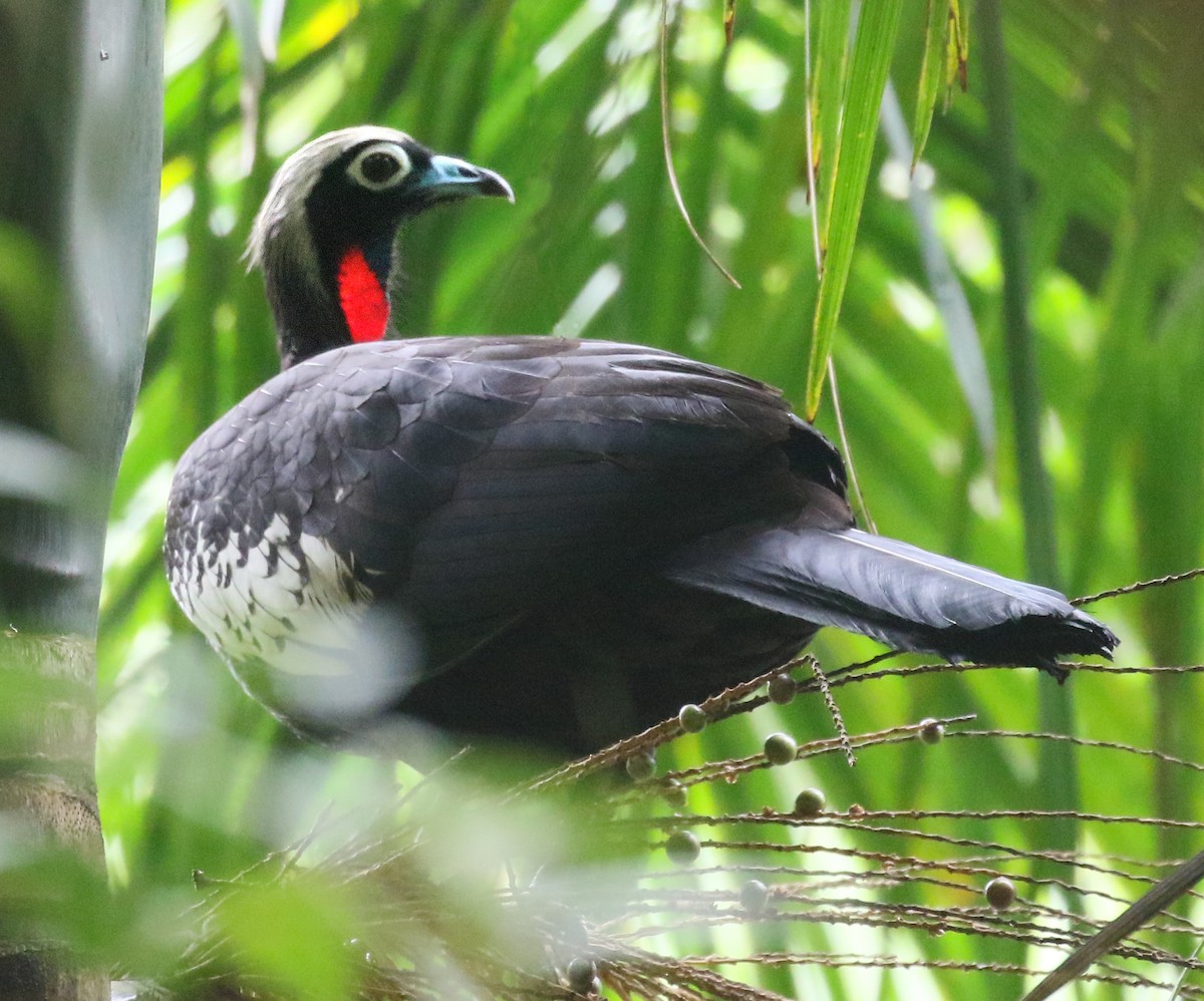 Black-fronted Piping-Guan - Charlotte Byers