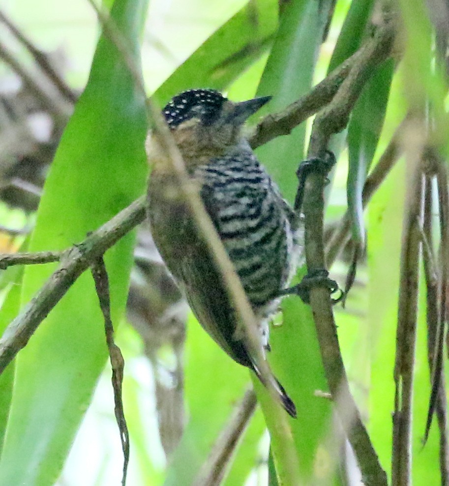 Ochre-collared Piculet - Charlotte Byers