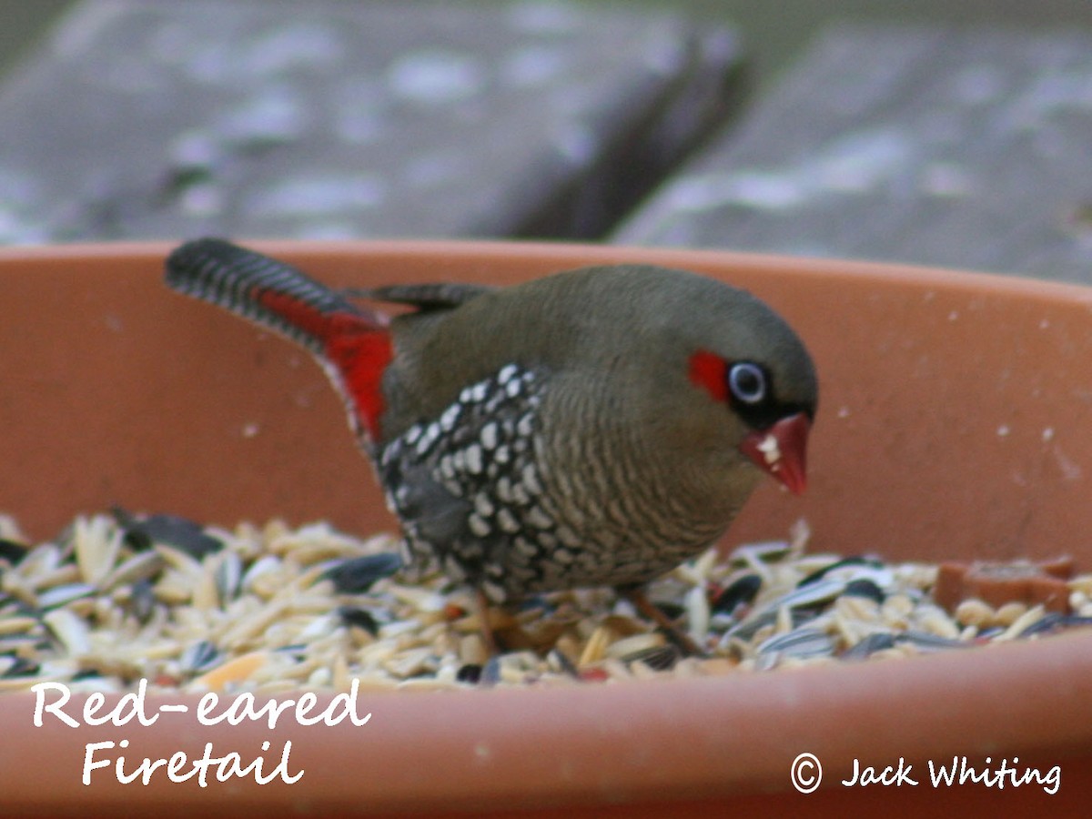 Red-eared Firetail - ML125480581