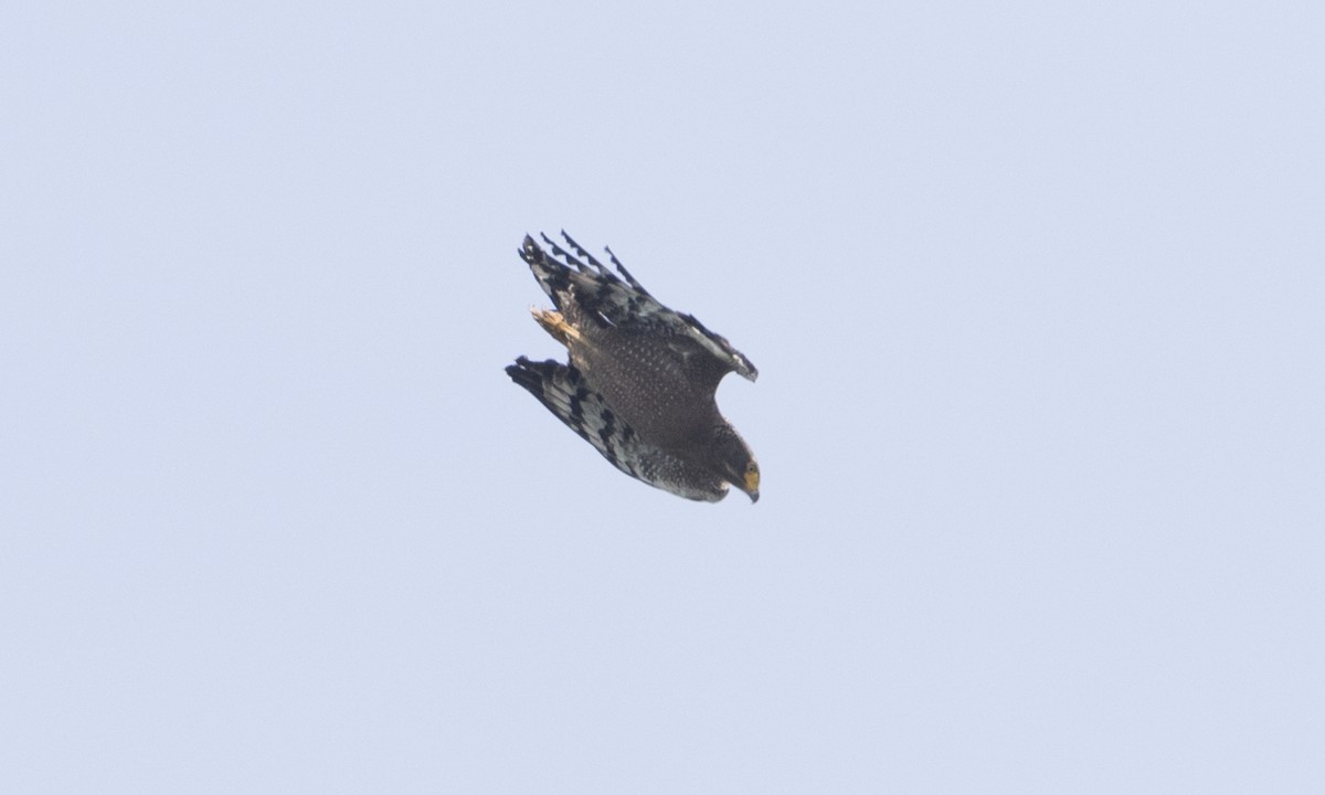 Crested Serpent-Eagle - ML125480951