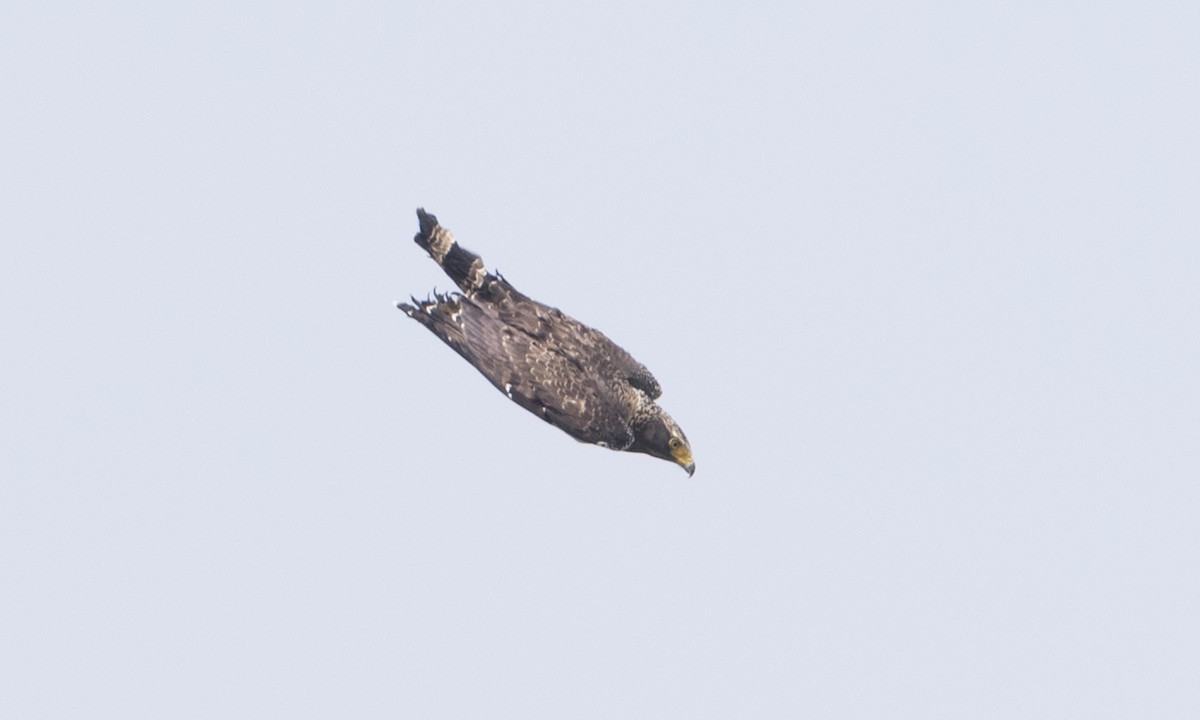 Crested Serpent-Eagle - ML125480981