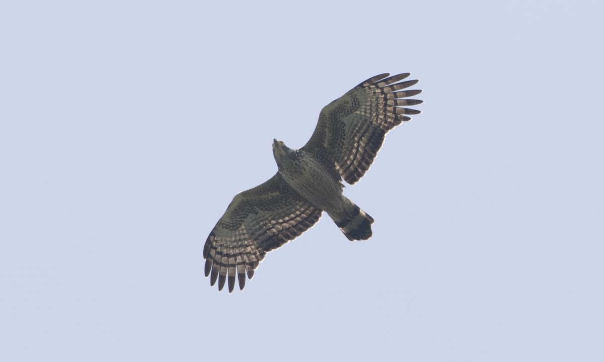 Crested Serpent-Eagle - ML125481031