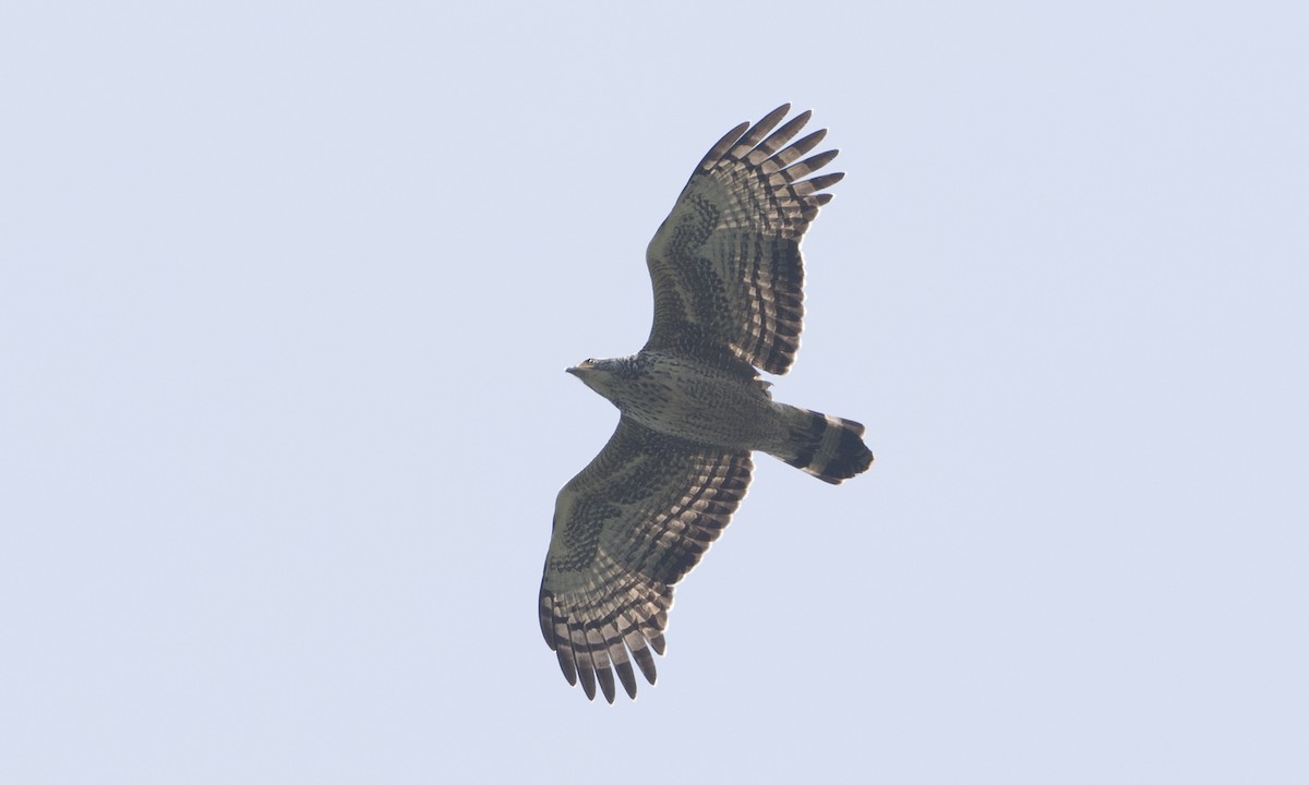 Crested Serpent-Eagle - ML125481091