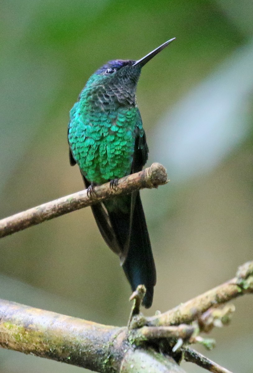 kolibřík fialovotemenný - ML125481121