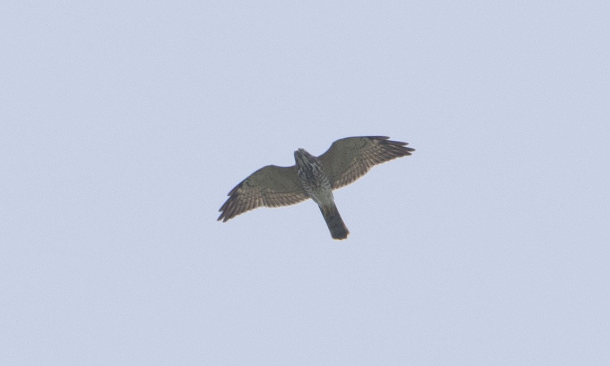 Chinese Sparrowhawk - ML125481161