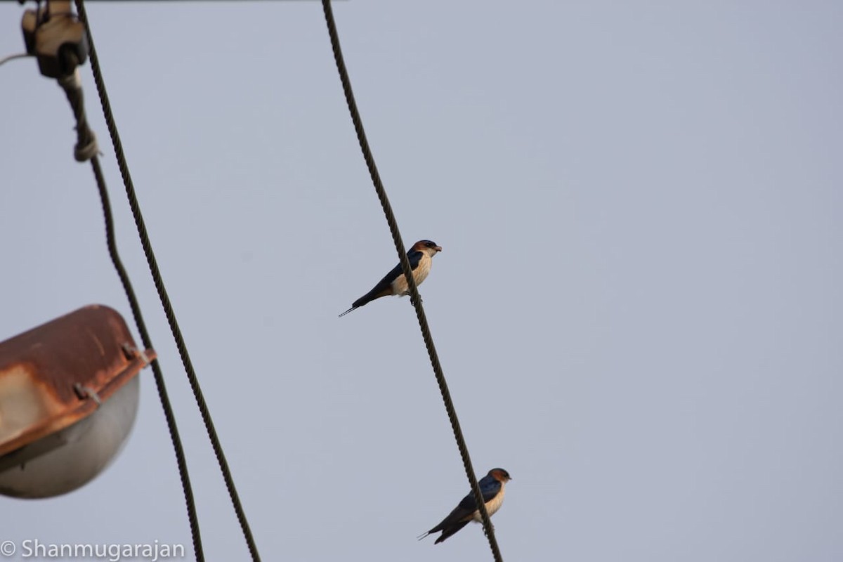 Red-rumped Swallow - ML125482391