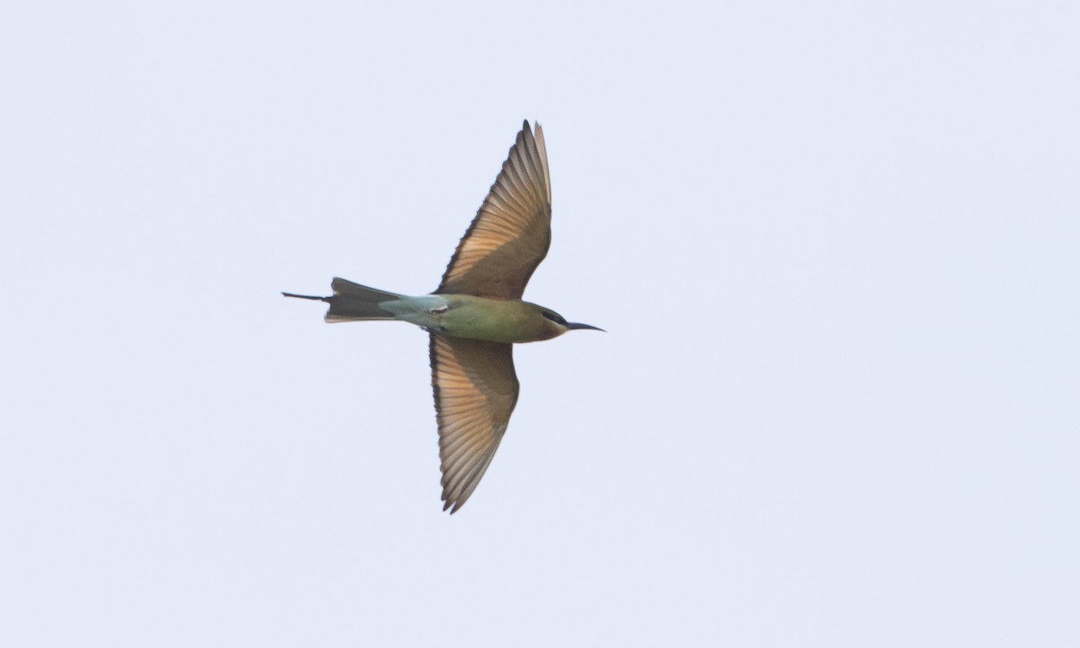 Blue-tailed Bee-eater - Brian Sullivan