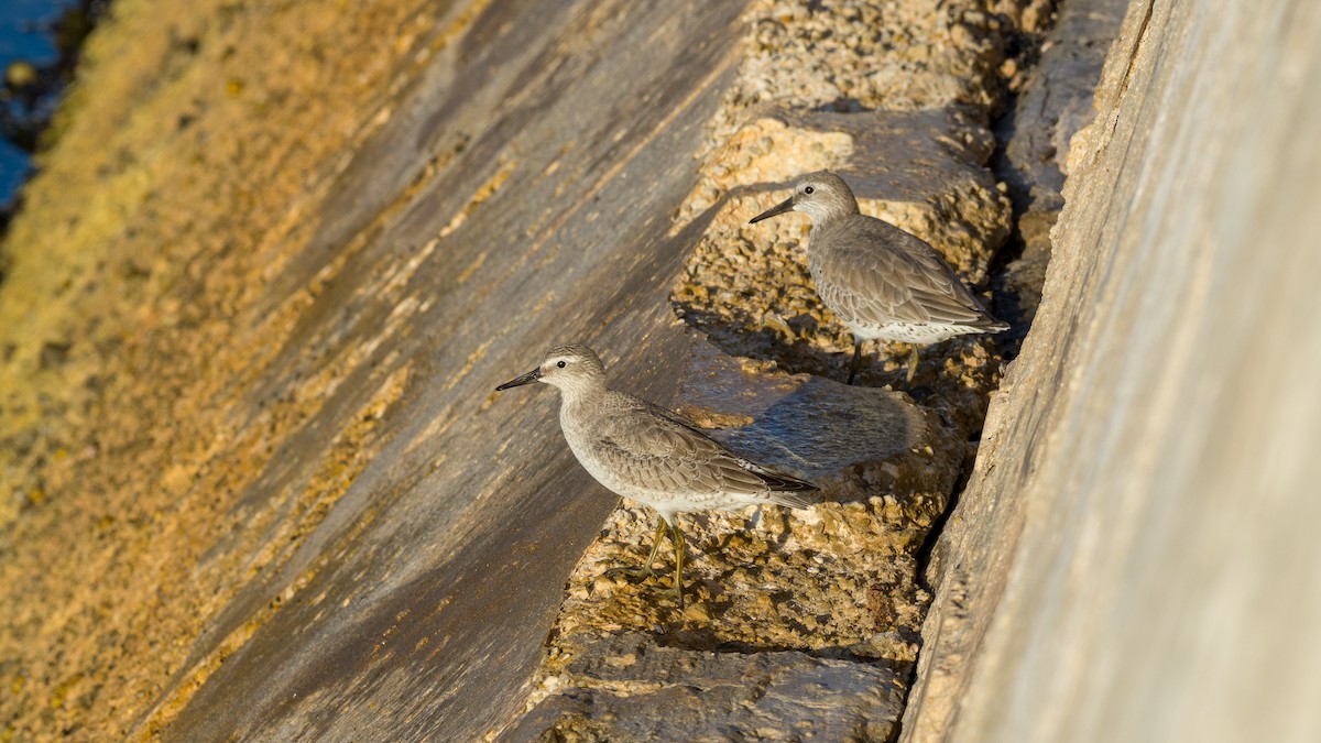 Red Knot - ML125486601