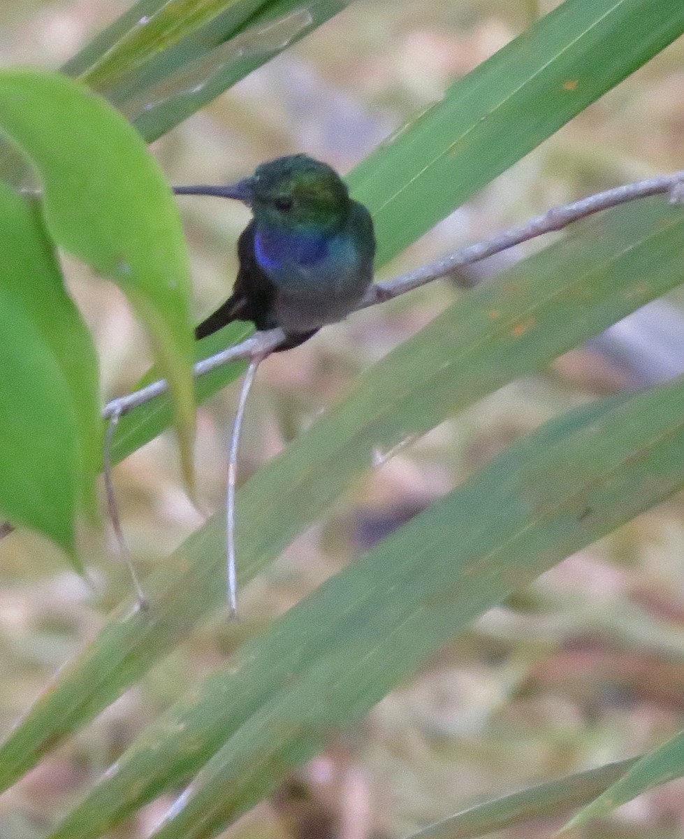 Blue-chested Hummingbird - ML125488201