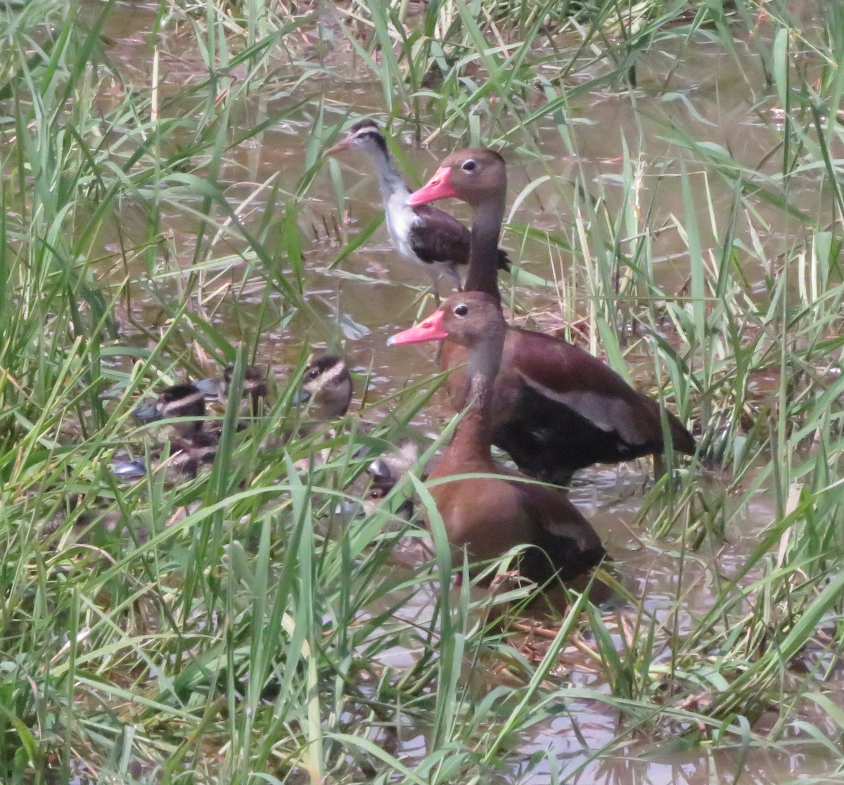 Black-bellied Whistling-Duck - Kevin Seymour