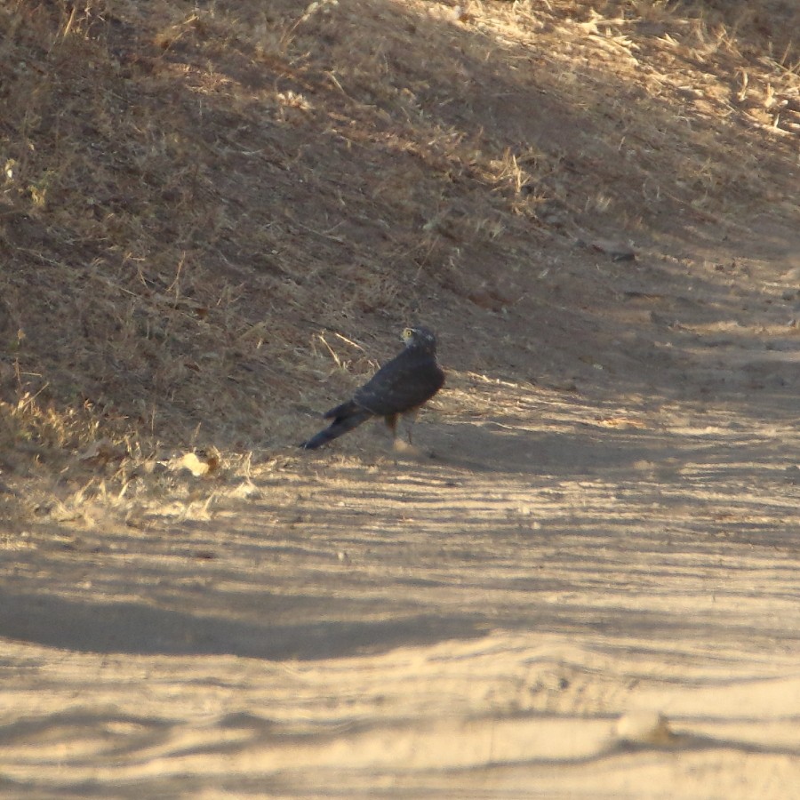 Eurasian Sparrowhawk - ML125490201