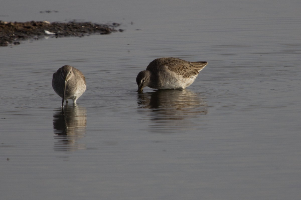 Long-billed Dowitcher - ML125498631