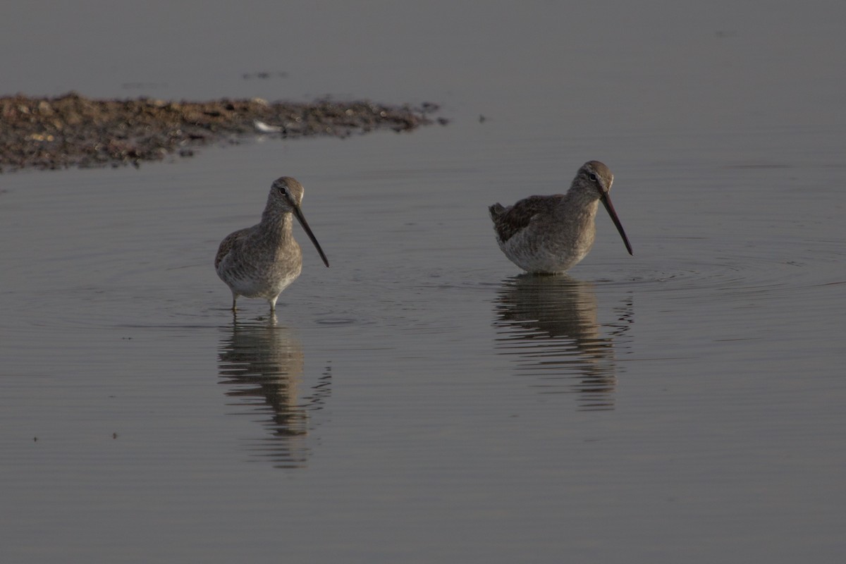 Long-billed Dowitcher - Lindy Fung
