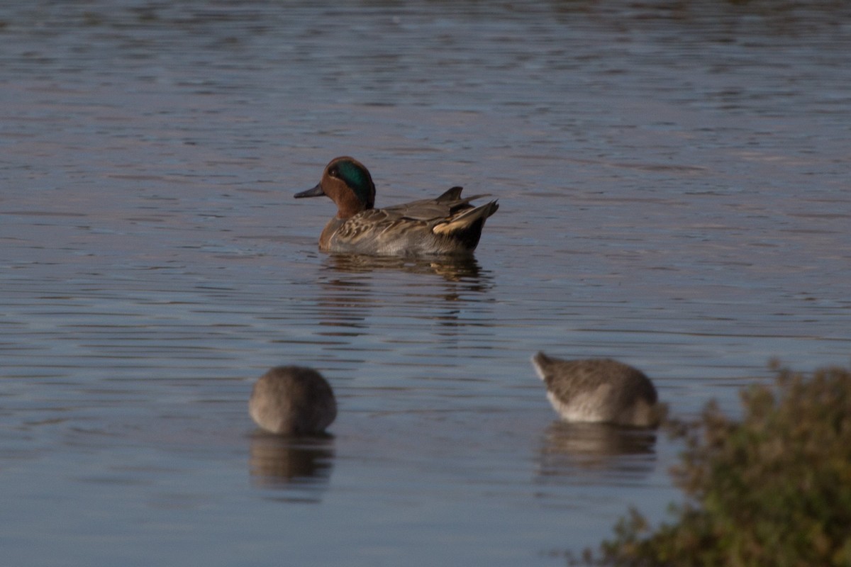 Green-winged Teal - Lindy Fung