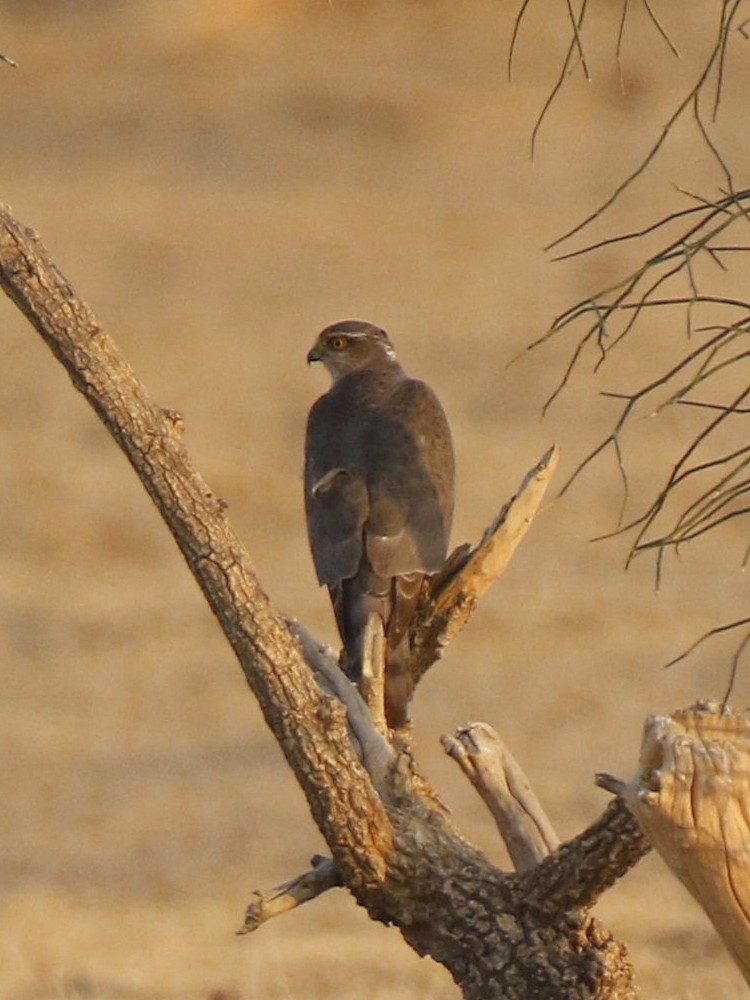 Eurasian Sparrowhawk - Subhadra Devi