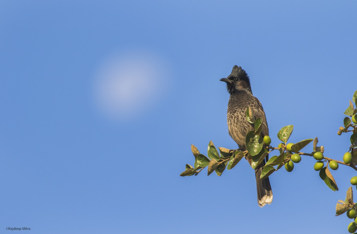 Red-vented Bulbul - ML125502071