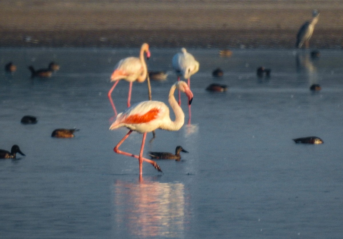 Lesser Flamingo - Virendra Gupta