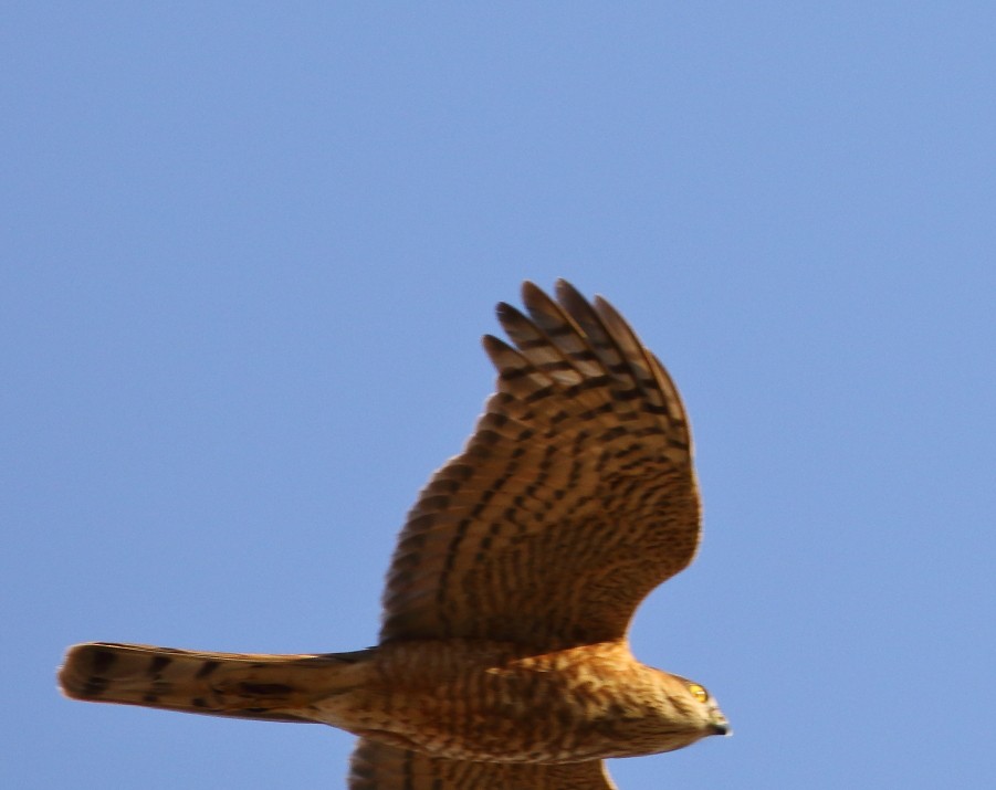 Eurasian Sparrowhawk - ML125504761