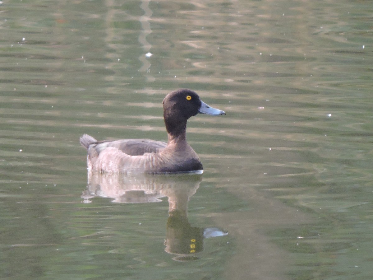 Tufted Duck - ML125505761