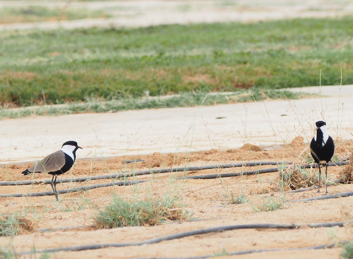 Spur-winged Lapwing - Scott (瑞興) LIN(林)