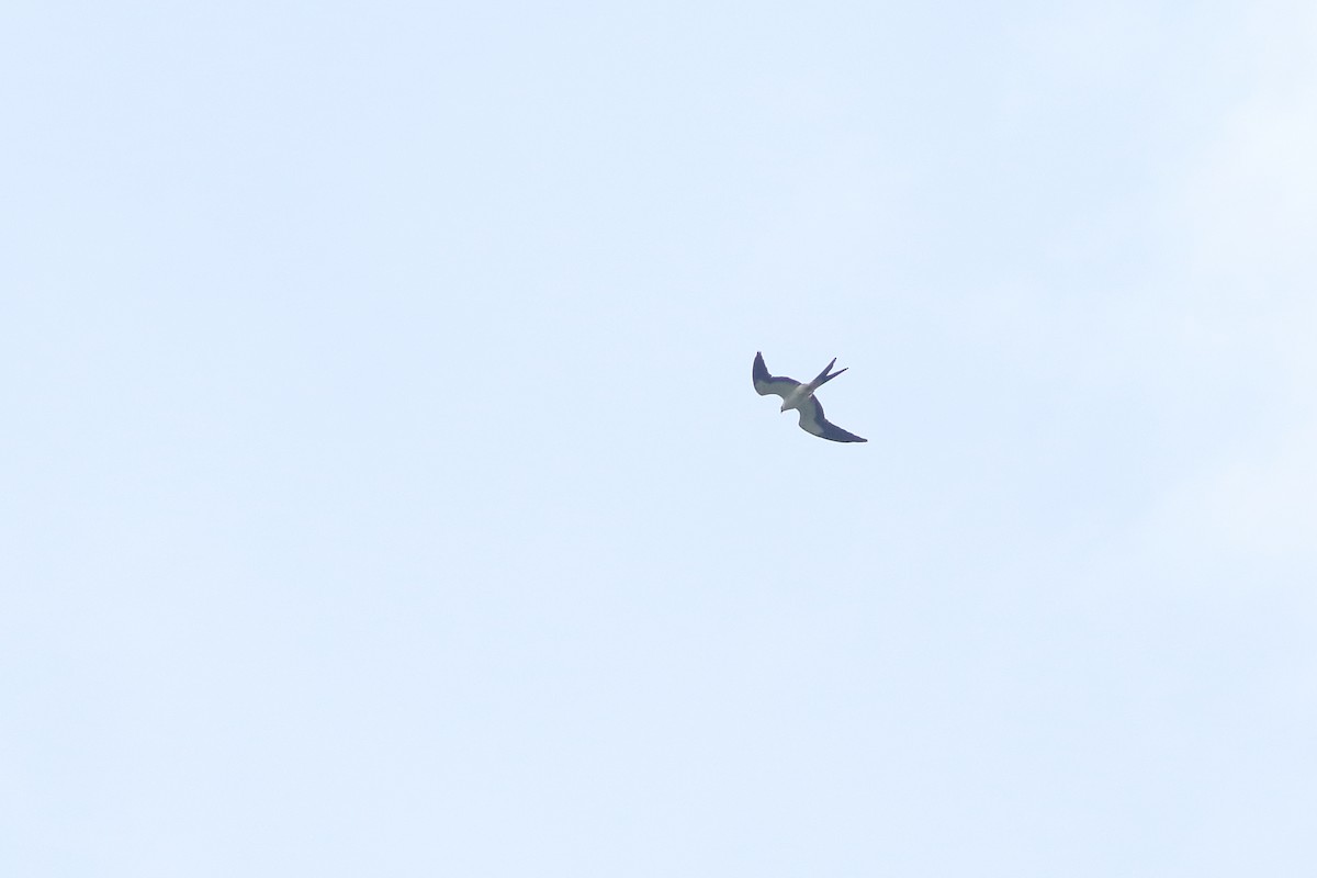 Swallow-tailed Kite - Ohad Sherer
