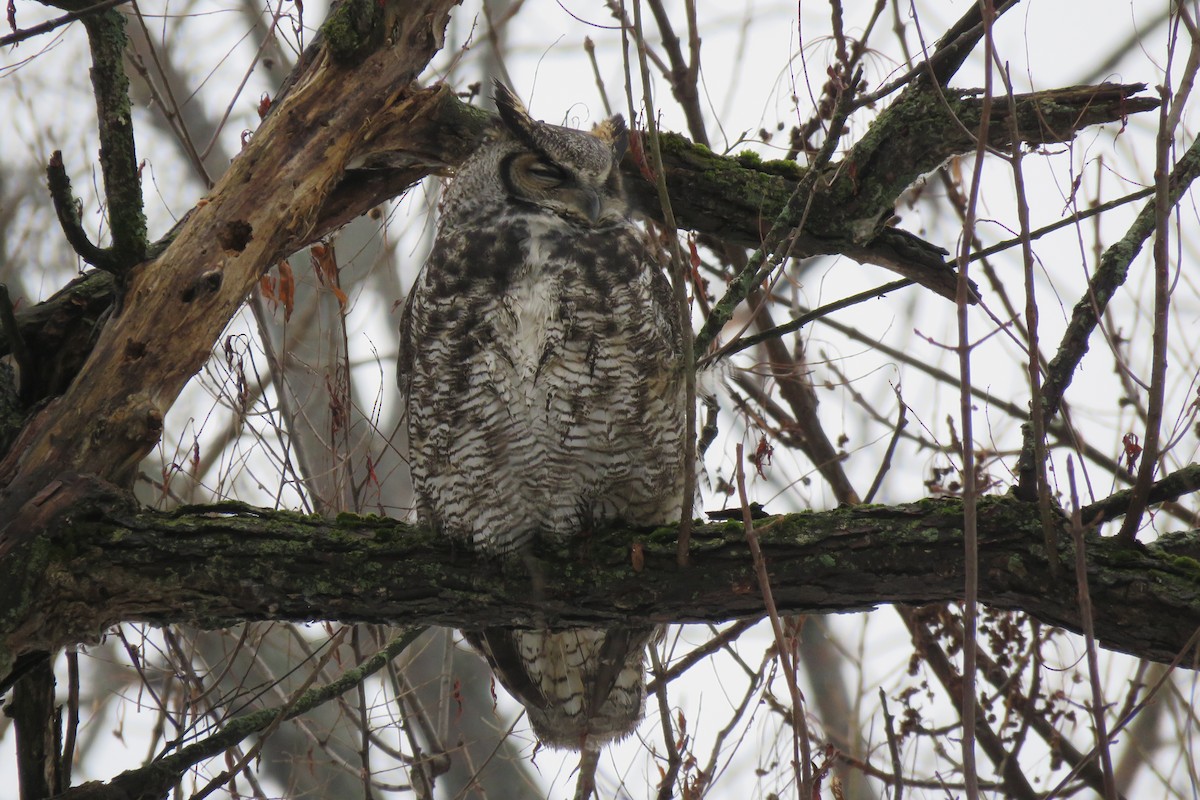 Great Horned Owl - ML125514631