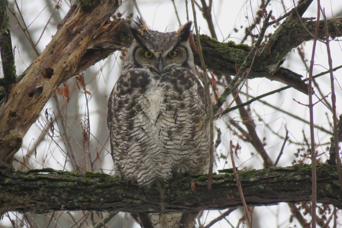 Great Horned Owl - ML125514641
