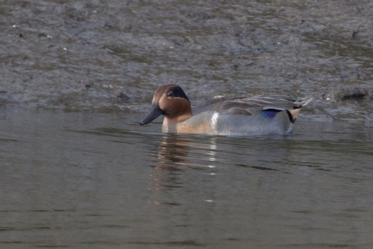 Green-winged Teal - ML125515701