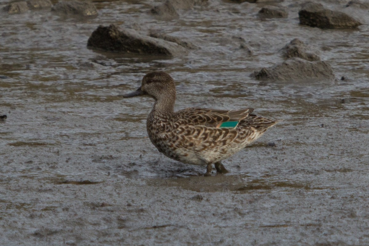 Green-winged Teal - ML125515811