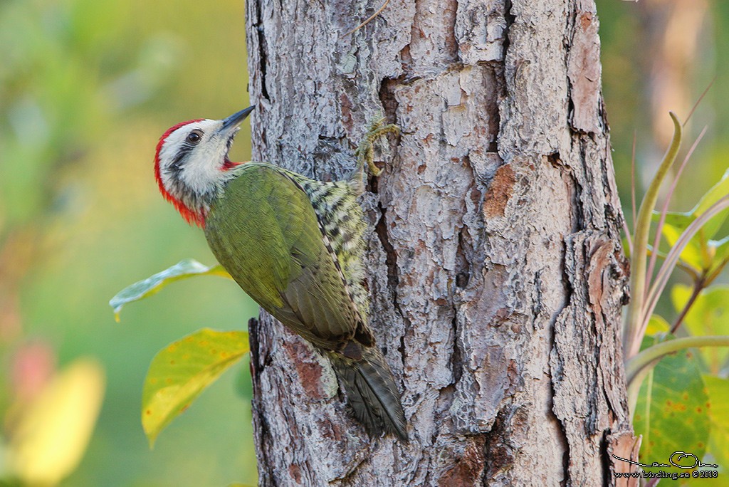 Cuban Green Woodpecker - ML125517271