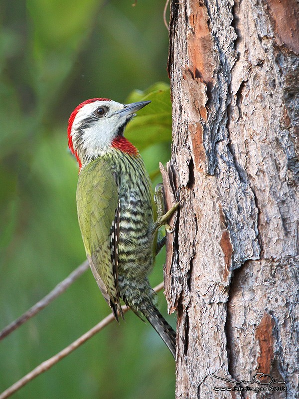Cuban Green Woodpecker - ML125517291