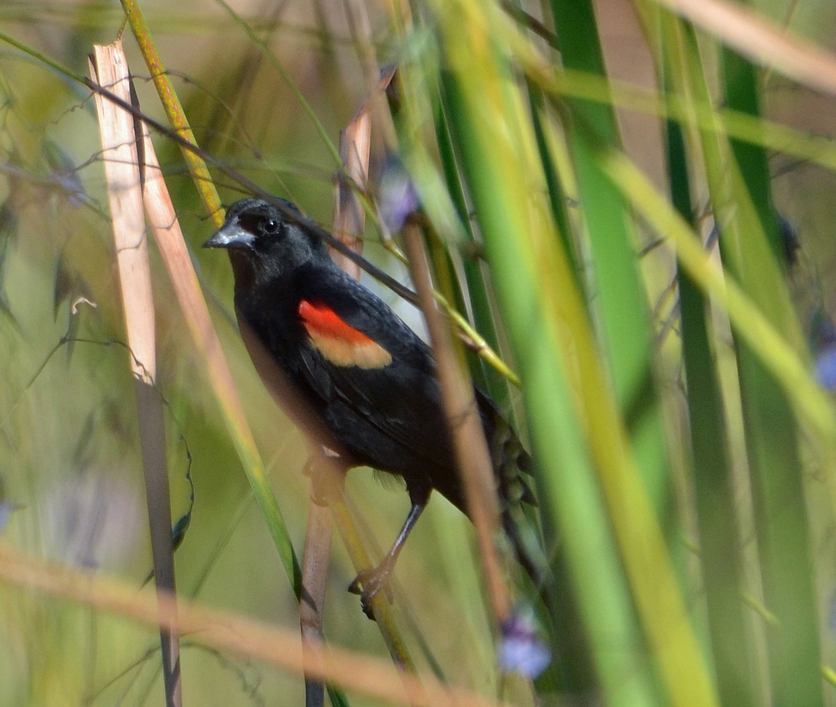 Red-shouldered Blackbird - ML125518121