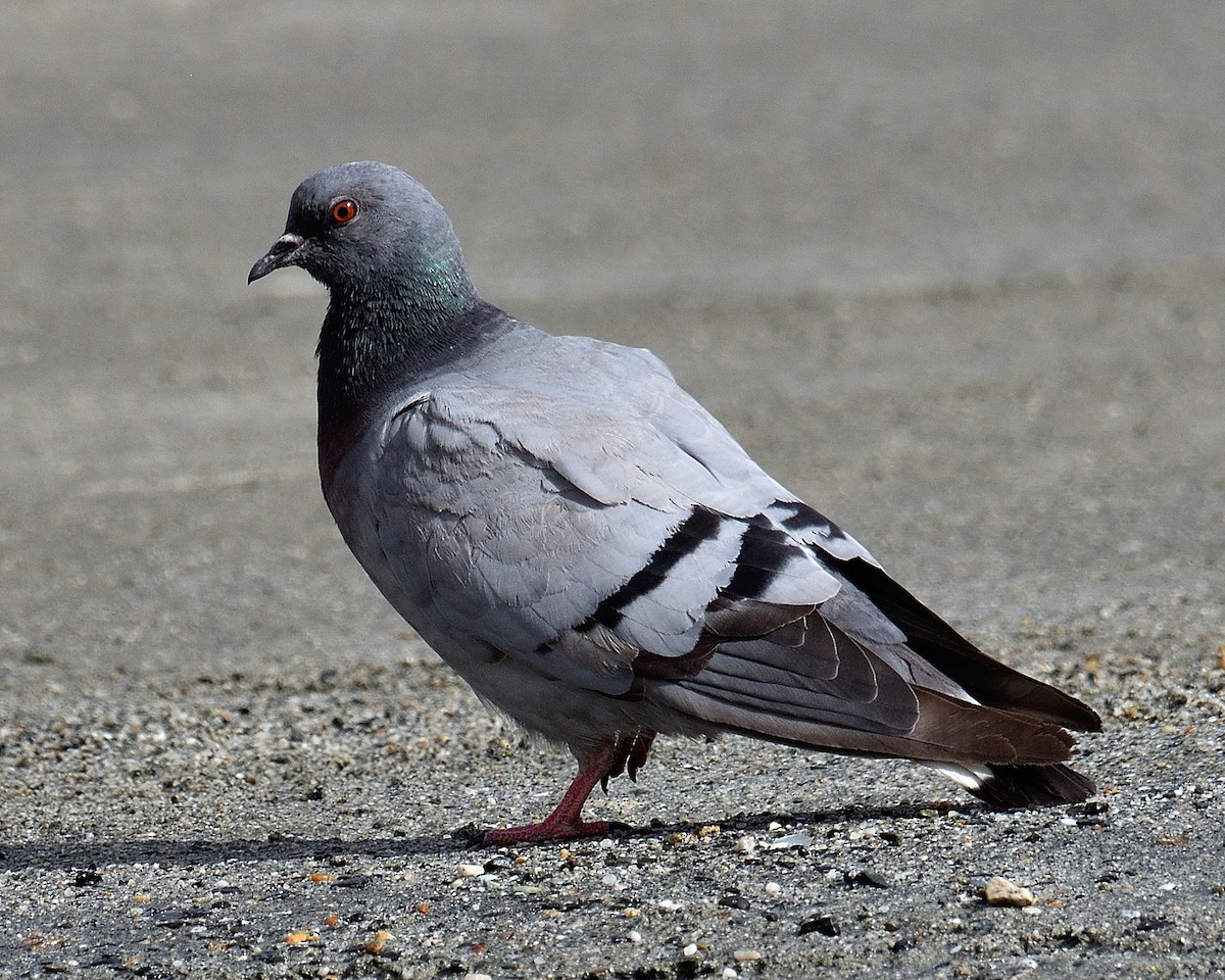 Pigeon des rochers - ML125518531