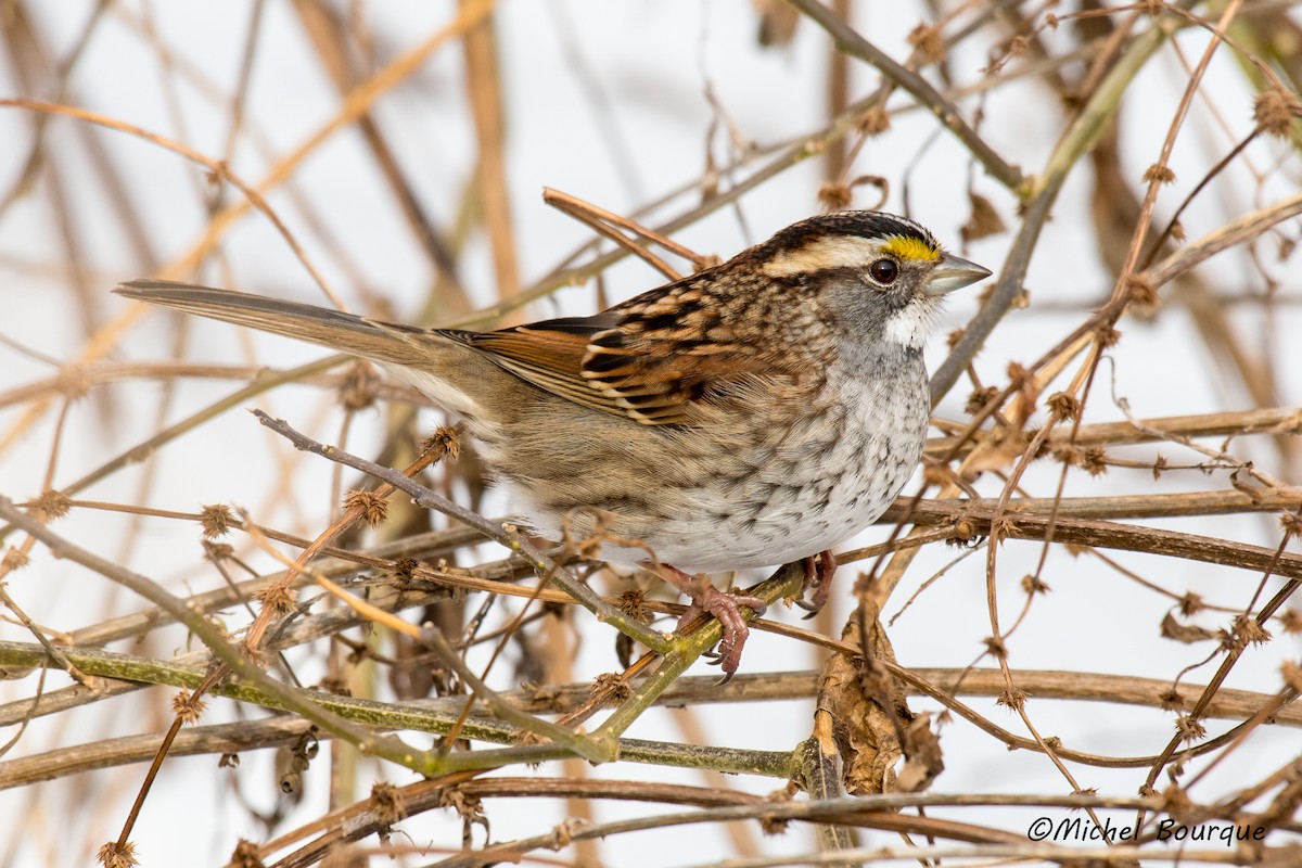 White-throated Sparrow - Michel Bourque