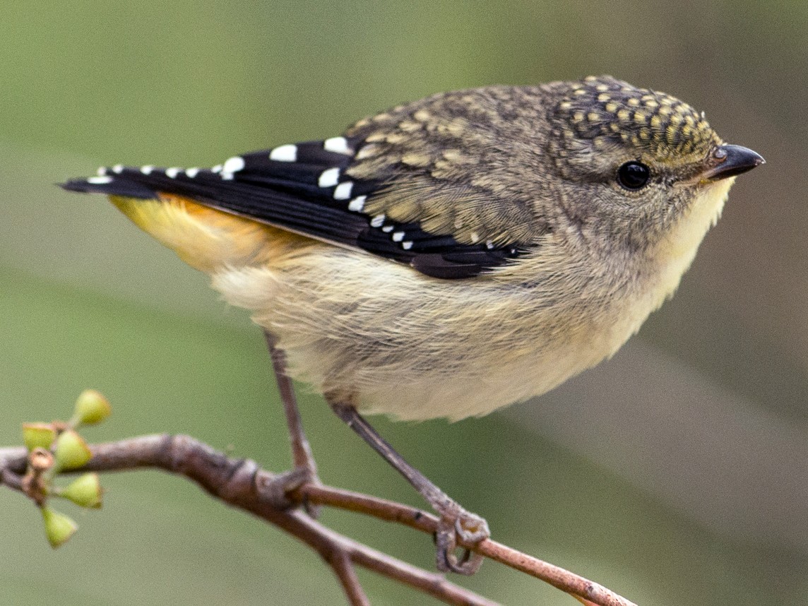 Spotted Pardalote - John  Van Doorn