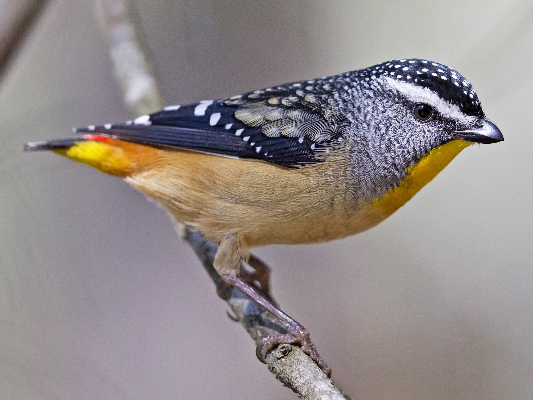 Spotted Pardalote - Mat Gilfedder