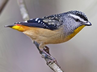  - Spotted Pardalote