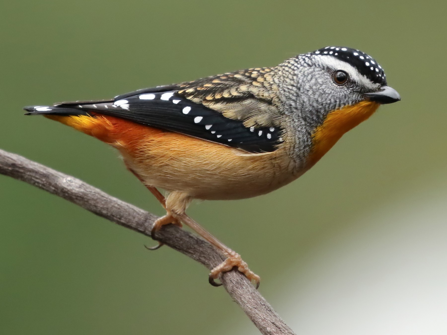 Spotted Pardalote - David Ongley