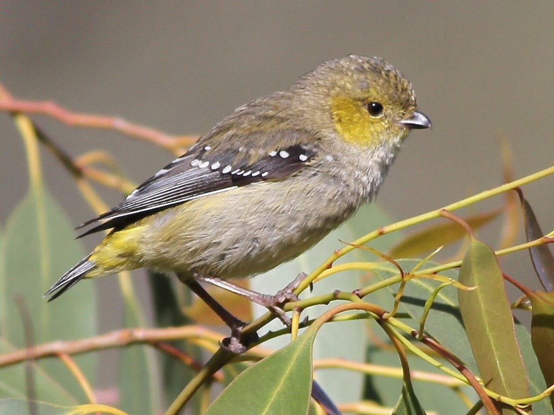 Forty-spotted Pardalote - Chris Wiley