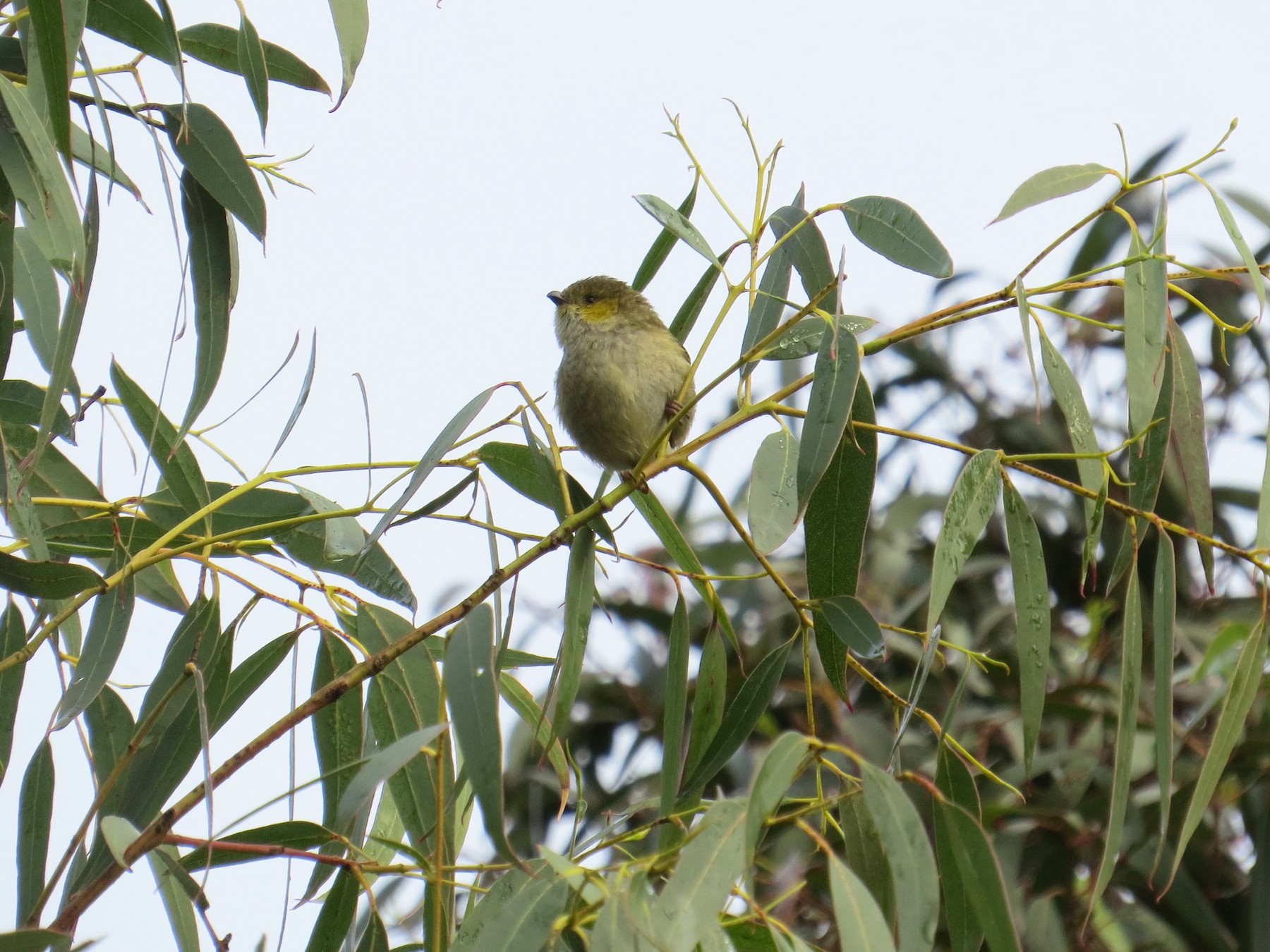 Forty-spotted Pardalote - Elliot Leach
