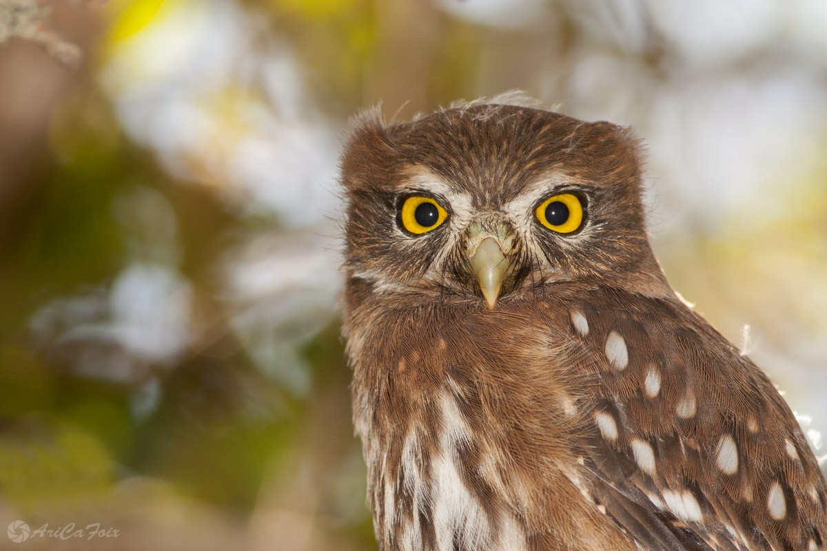 Austral Pygmy-Owl - Ariel Cabrera Foix