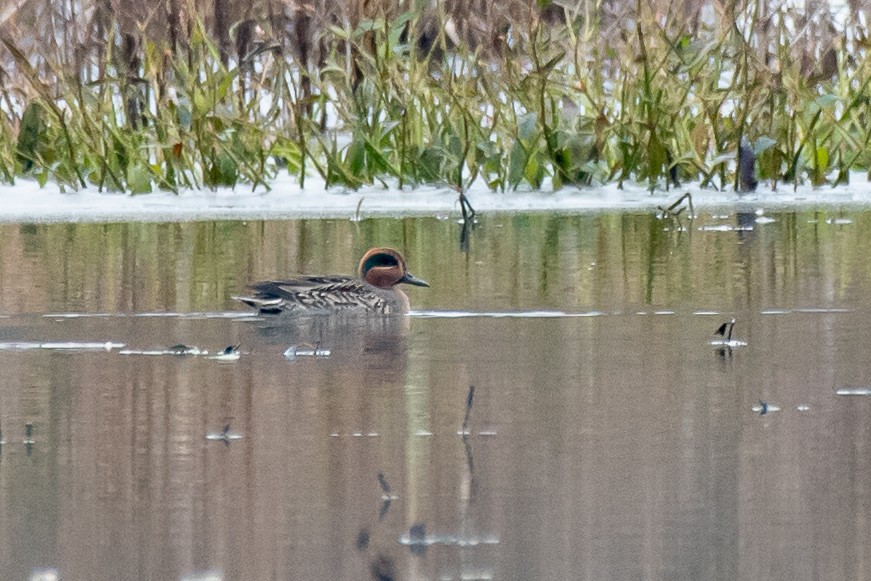 Green-winged Teal - ML125523991