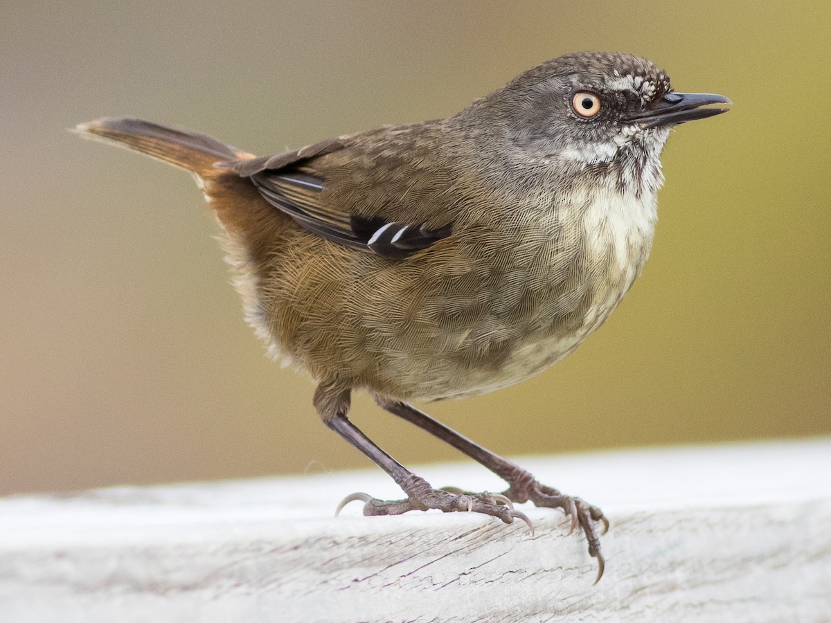 Tasmanian Scrubwren - Sericornis humilis - Birds of the World